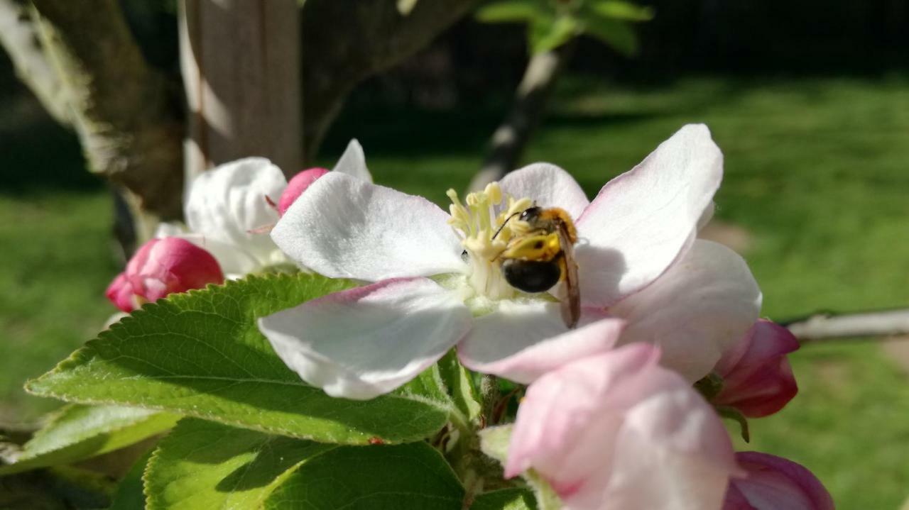 Clos Charmille Meaulne Eksteriør billede